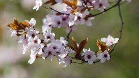 粉色樱花树枝局部特写摄影图片